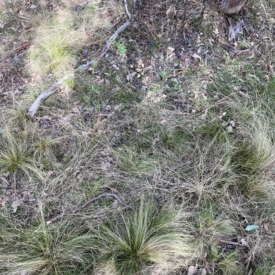 Nassella trichotoma (Serrated Tussock) at Watson, ACT - 24 Jul 2024 by waltraud