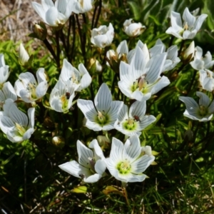 Gentianella muelleriana subsp. alpestris at Geehi, NSW - 17 Jan 2021 11:22 AM