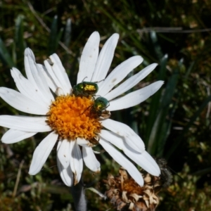 Celmisia tomentella at Geehi, NSW - 17 Jan 2021