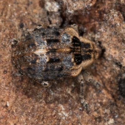 Gerynassa nodulosa (Weevil) at Flynn, ACT - 26 Jul 2024 by kasiaaus