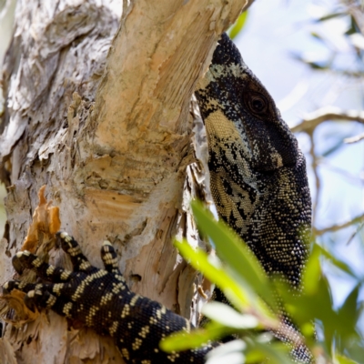 Varanus varius at Lake Innes, NSW - 27 Nov 2023 by KorinneM