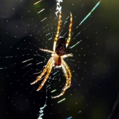 Araneus eburnus (Bush orb weaver) at Kambah, ACT - 20 Jan 2021 by MB
