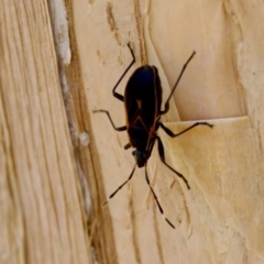 Dindymus circumcinctus at Lake Innes, NSW - 27 Nov 2023 by KorinneM