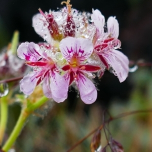 Pelargonium australe at Cotter River, ACT - 27 Jan 2021 11:29 AM