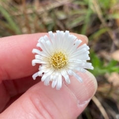 Unidentified Daisy at Mount Surprise, QLD - 27 Jul 2024 by lbradley