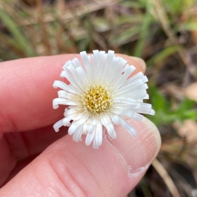 Unidentified Daisy at Mount Surprise, QLD - 27 Jul 2024 by lbradley