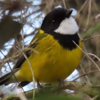 Pachycephala pectoralis (Golden Whistler) at Narrabundah, ACT - 25 Jul 2024 by RobParnell