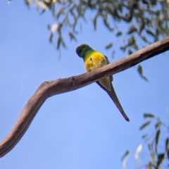 Psephotus haematonotus (Red-rumped Parrot) at Walla Walla, NSW - 27 Jul 2024 by Darcy