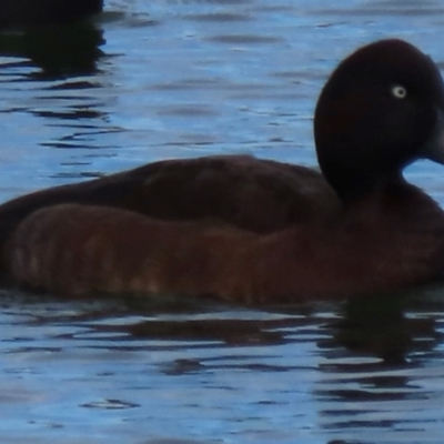 Aythya australis (Hardhead) at Wright, ACT - 25 Jul 2024 by RobParnell