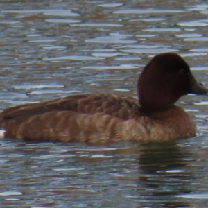 Aythya australis at Wright, ACT - 25 Jul 2024