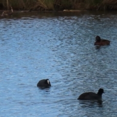 Aythya australis at Wright, ACT - 25 Jul 2024