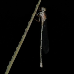 Xanthagrion erythroneurum (Red & Blue Damsel) at Freshwater Creek, VIC - 18 Dec 2022 by WendyEM