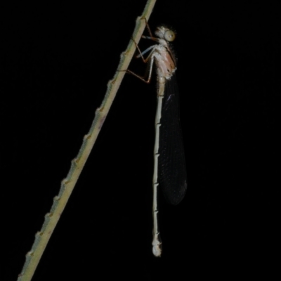 Xanthagrion erythroneurum (Red & Blue Damsel) at Freshwater Creek, VIC - 18 Dec 2022 by WendyEM