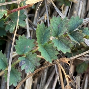 Sanguisorba minor at Molonglo, ACT - 27 Jul 2024 03:35 PM