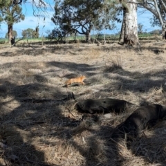 Vulpes vulpes (Red Fox) at Walla Walla, NSW - 27 Jul 2024 by Darcy