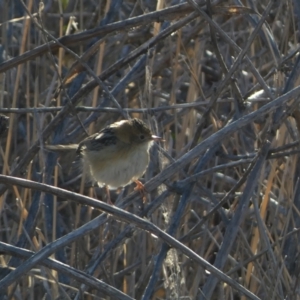 Cisticola exilis at Coombs, ACT - 27 Jul 2024 04:24 PM