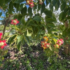 Clerodendrum floribundum (Lolly Bush, Lottery Tree) at Bowen, QLD - 26 Jul 2024 by Ange