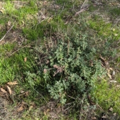 Marrubium vulgare (Horehound) at Walla Walla, NSW - 27 Jul 2024 by Darcy