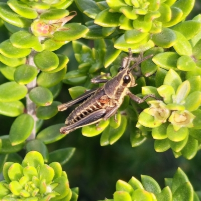 Monistria concinna (Southern Pyrgomorph) at Jervis Bay, JBT - 8 Jul 2024 by RobG1