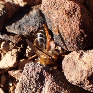 Trichocolletes sp. (genus) at Aranda, ACT - 27 Jul 2024 03:17 PM