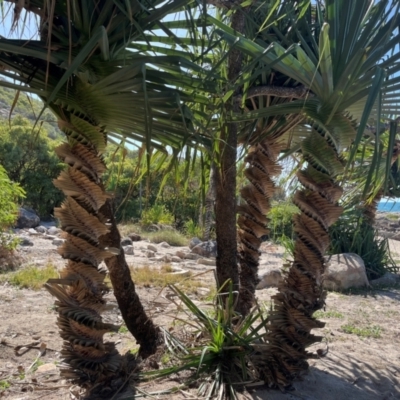 Pandanus tectorius (Pandanus, Screw Pine) at Bowen, QLD - 26 Jul 2024 by Ange