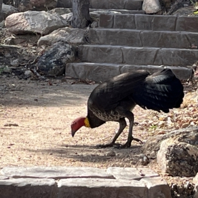 Alectura lathami (Australian Brush-turkey) at Bowen, QLD - 26 Jul 2024 by Ange