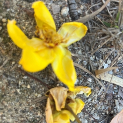 Cochlospermum gillivraei (Kapok Bush) at Bowen, QLD - 26 Jul 2024 by Ange