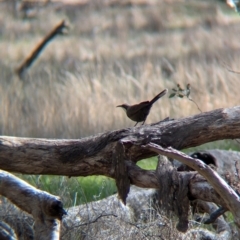 Pomatostomus temporalis temporalis (Grey-crowned Babbler) at Walla Walla, NSW - 27 Jul 2024 by Darcy