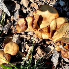 Unverified Fungus at Aranda, ACT - 27 Jul 2024 by KMcCue