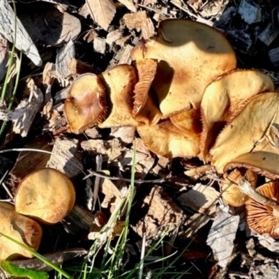 Unverified Fungus at Aranda, ACT - 27 Jul 2024 by KMcCue