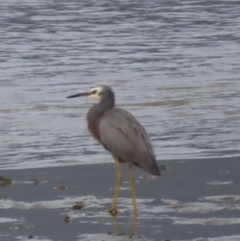 Egretta novaehollandiae (White-faced Heron) at Cairns City, QLD - 27 Jul 2024 by lbradley