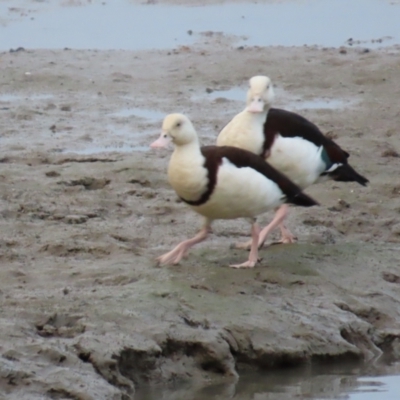 Radjah radjah (Radjah Shelduck) at Cairns City, QLD - 27 Jul 2024 by lbradley