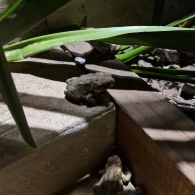 Rhinella marina (Cane Toad) at Howard Springs, NT - 27 Jul 2024 by AliClaw