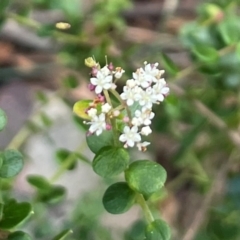 Platysace lanceolata (Shrubby Platysace) at Bournda, NSW - 5 Jul 2024 by Clarel