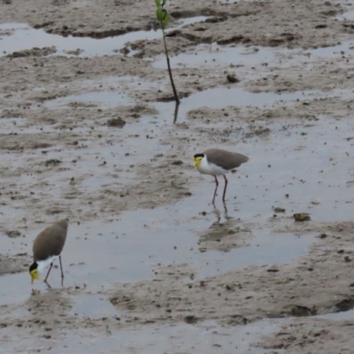 Vanellus miles (Masked Lapwing) at Cairns City, QLD - 27 Jul 2024 by lbradley