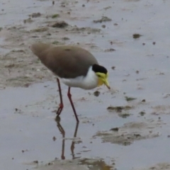 Vanellus miles at Cairns City, QLD - 27 Jul 2024 05:46 PM