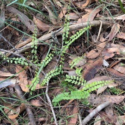 Lindsaea linearis (Screw Fern) at Bournda, NSW - 5 Jul 2024 by Clarel