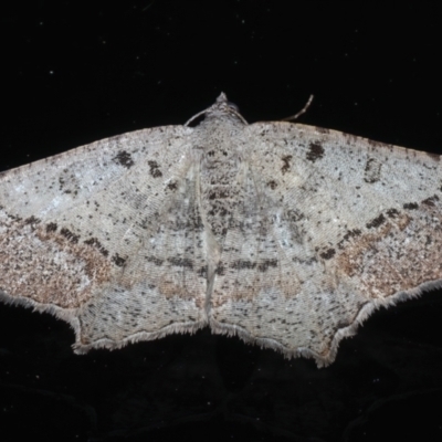 Dissomorphia australiaria (Dashed Geometrid, Ennominae) at Rosedale, NSW - 22 Jul 2024 by jb2602