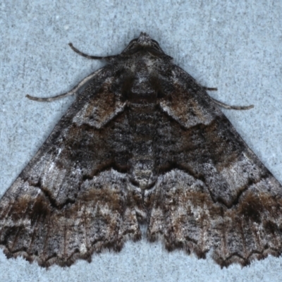 Gastrina cristaria (Wave-lined Geometrid) at Rosedale, NSW - 22 Jul 2024 by jb2602