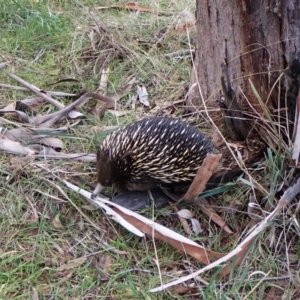 Tachyglossus aculeatus at Cook, ACT - 25 Jul 2024 04:37 PM