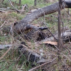 Tachyglossus aculeatus at Cook, ACT - 25 Jul 2024 04:37 PM