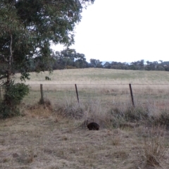 Tachyglossus aculeatus at Cook, ACT - 25 Jul 2024 04:37 PM