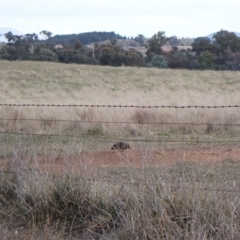 Tachyglossus aculeatus at Cook, ACT - 25 Jul 2024