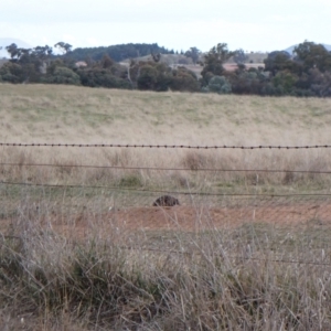 Tachyglossus aculeatus at Cook, ACT - 25 Jul 2024 04:37 PM