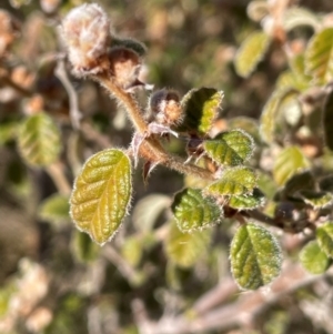 Pomaderris eriocephala at Burra, NSW - 27 Jul 2024