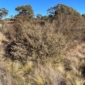 Pomaderris eriocephala at Burra, NSW - 27 Jul 2024