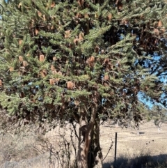 Banksia marginata (Silver Banksia) at Burra, NSW - 27 Jul 2024 by JaneR