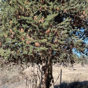 Banksia marginata at Burra, NSW - 27 Jul 2024