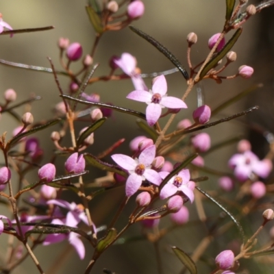 Boronia ledifolia (Ledum Boronia) at Mittagong, NSW - 24 Jul 2024 by Curiosity