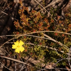 Hibbertia calycina (Lesser Guinea-flower) at Bruce, ACT - 27 Jul 2024 by ConBoekel